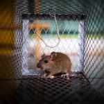 Prévenir l'invasion : stratégies efficaces contre les rats au travail !