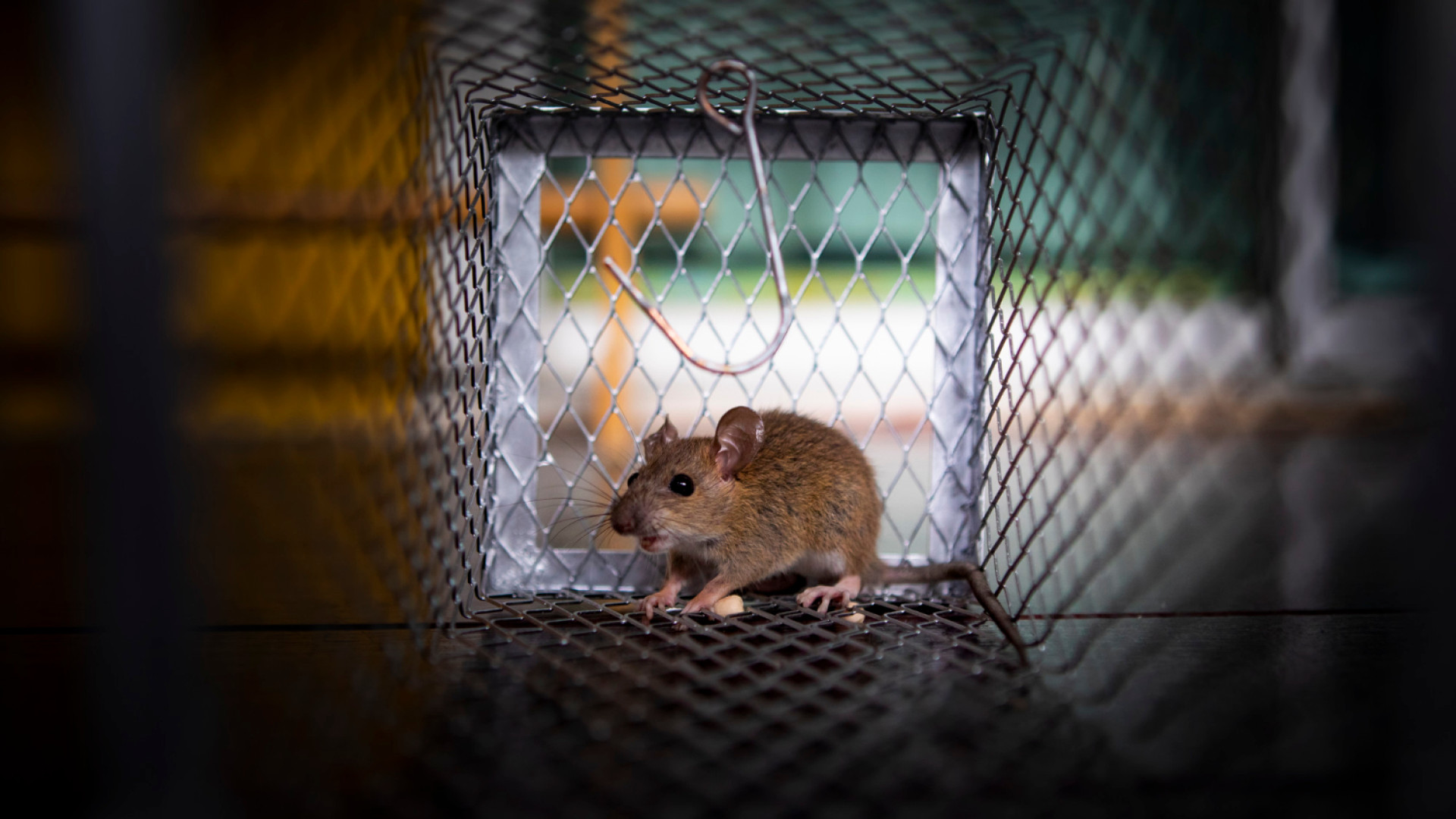 Prévenir l'invasion : stratégies efficaces contre les rats au travail !